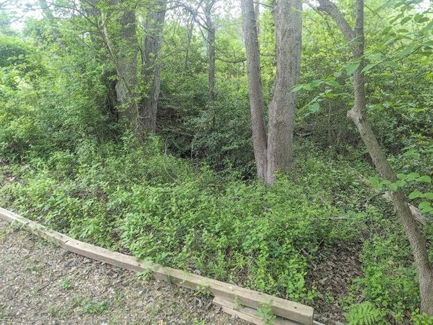 Nvswcd Invasive Species Removal, May 25 – Accotink Unitarian Universalist Church